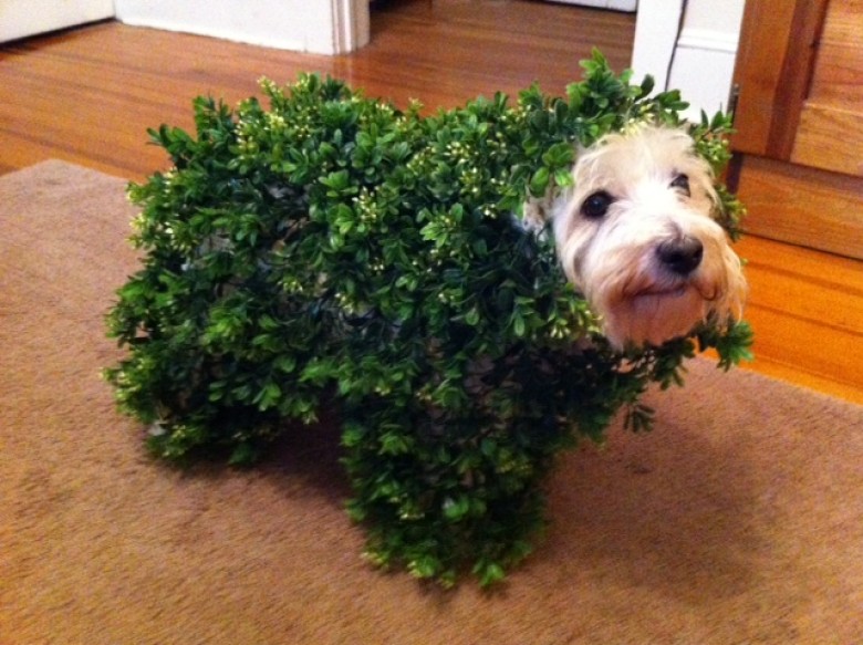 Chia Pet Dog Costume For Goldenacresdogs Chia Pet Dog Costume For