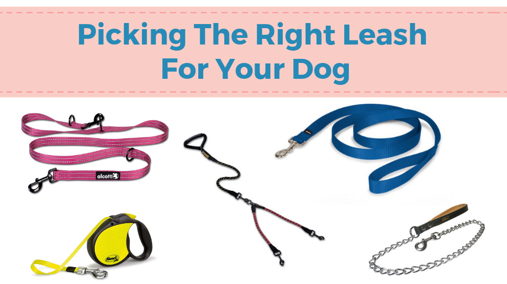 Picking The Right Leash For Your Dog