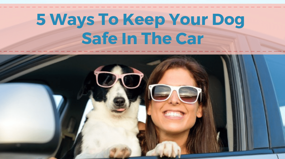 5 Ways To Keep Your Dog Safe In The Car - Charleston Dog Walker