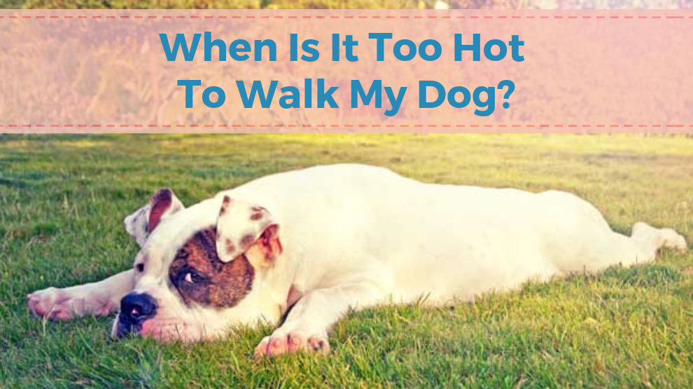 When Is It Too Hot To Walk My Dog - Charleston Dog Walker