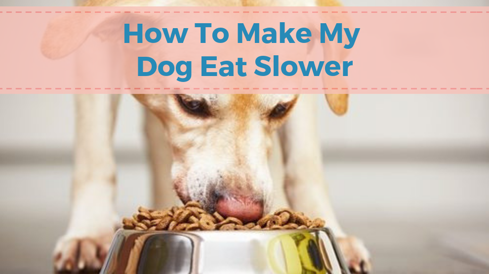 How To Make My Dog Eat Slower