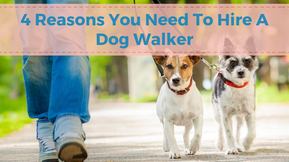 4 Reasons You Need To Hire A Dog Walker