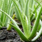 Poisonous plants for dogs - Aloe