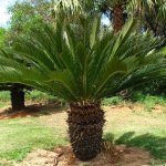 Poisonous plants for dogs - Sago Palm