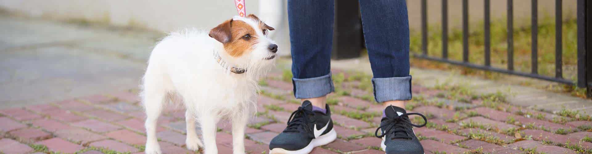 Charleston Dog Walker Blog