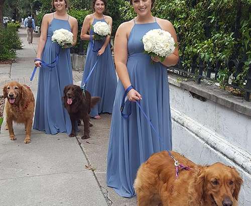 Wedding Pet Care