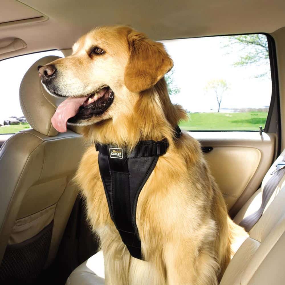 Charleston Pet Taxi