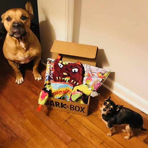 xl dumpling dog toy barkbox