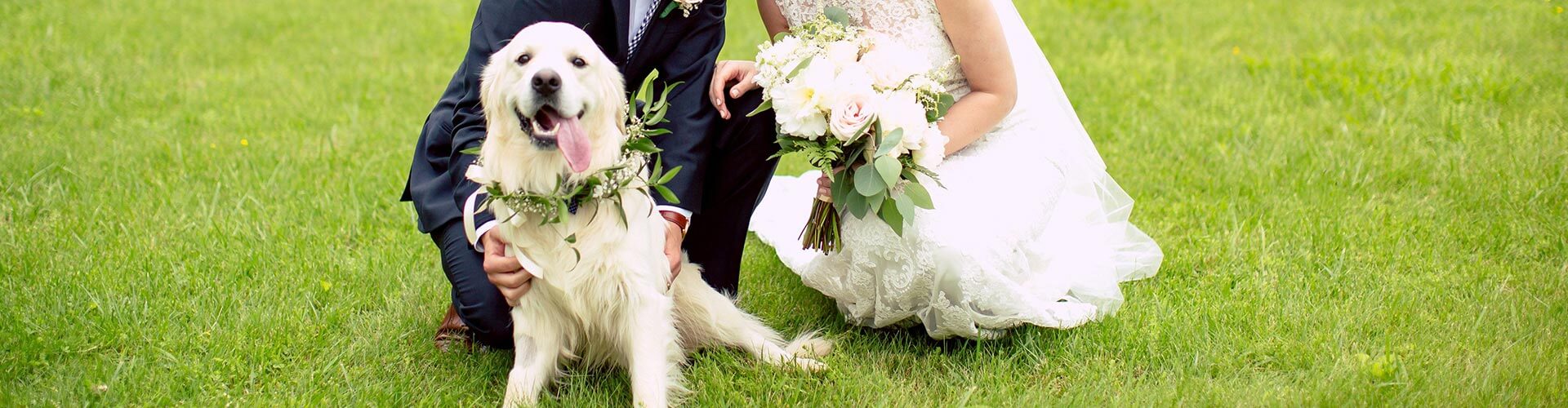 Wedding Pet Care