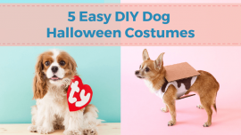 5 Easy DIY Dog Halloween Costumes - Charleston Dog Walker