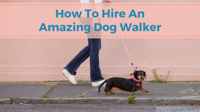 How To Hire An Amazing Dog Walker - Charleston Dog Walker