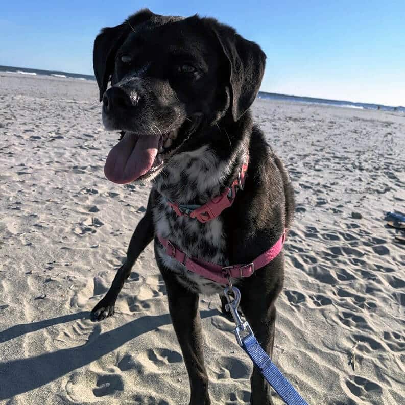 Take your dog to the beach in Charleston