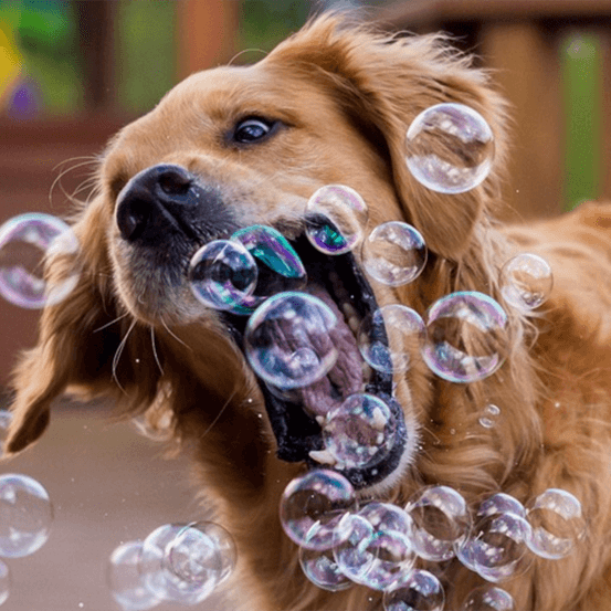 Blow bubbles for your dog