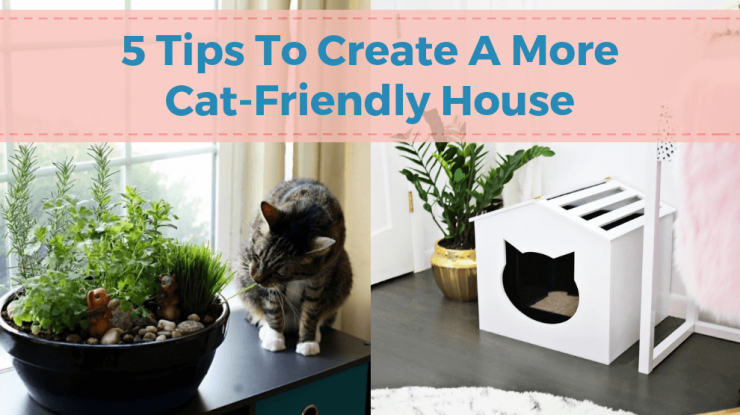 5 Tips To Create A More Cat-Friendly House - Charleston Dog Walker