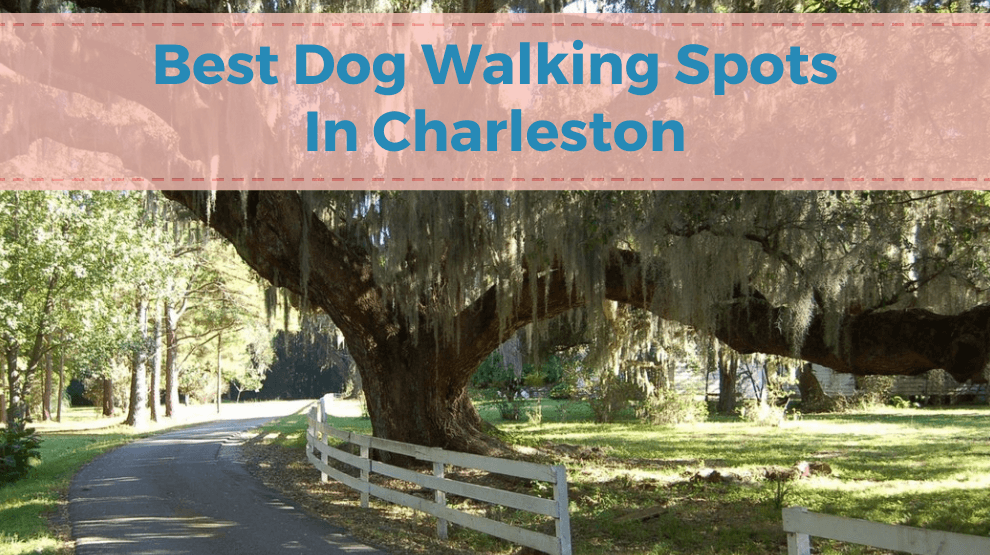 Best Dog Walking Spots In Charleston