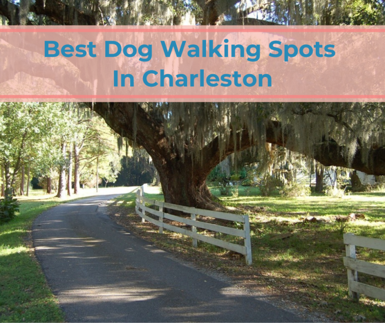 Best Dog Walking Spots In Charleston Charleston Dog Walker