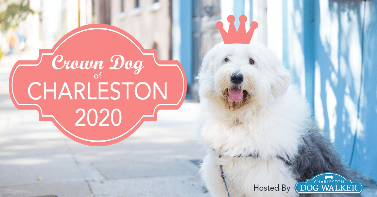 Crown Dog of Charleston - Facebook