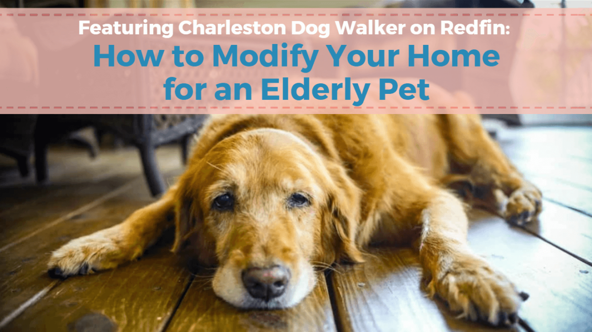 How to Modify Your Home for an Elderly Pet