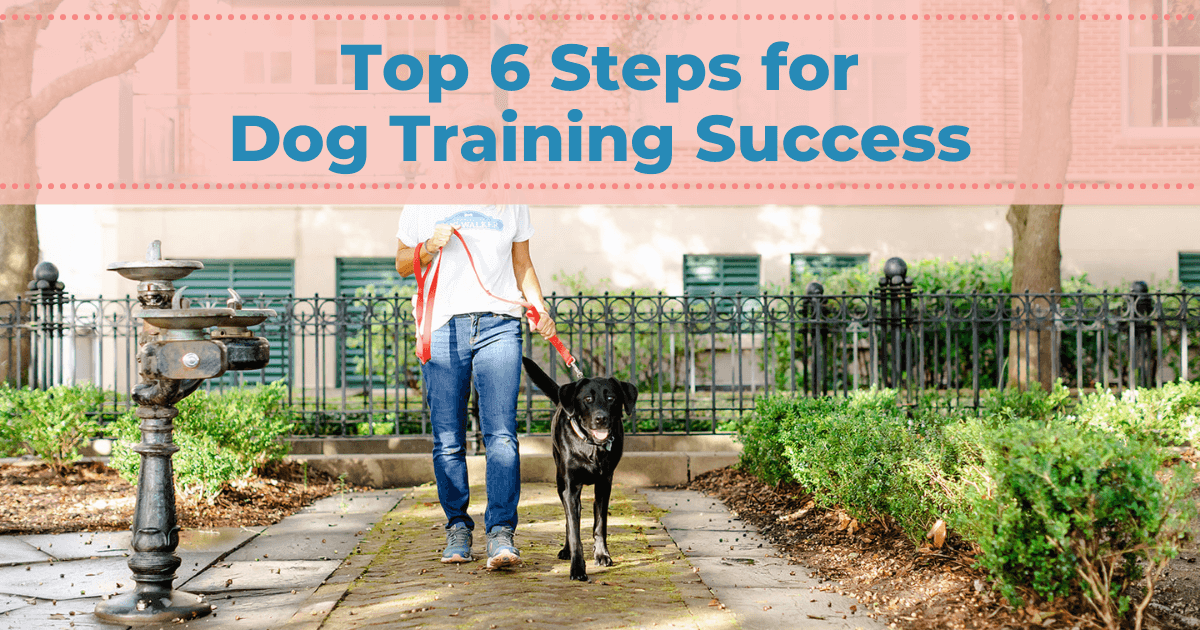 Top 6 Steps for Dog Training Success