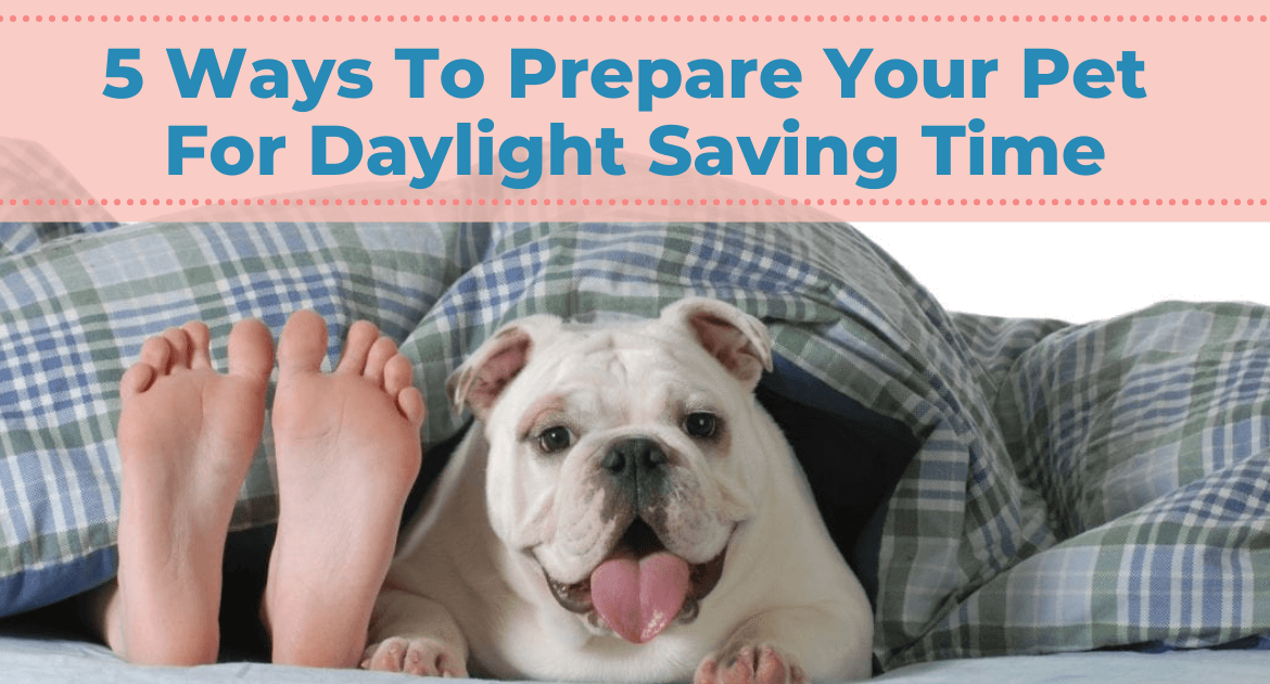 5 Ways To Prepare Your Pet For Daylight Saving Time