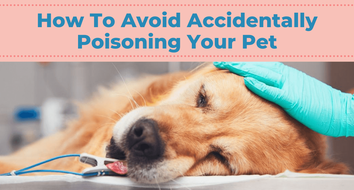 How To Avoid Accidentally Poisoning Your Pet