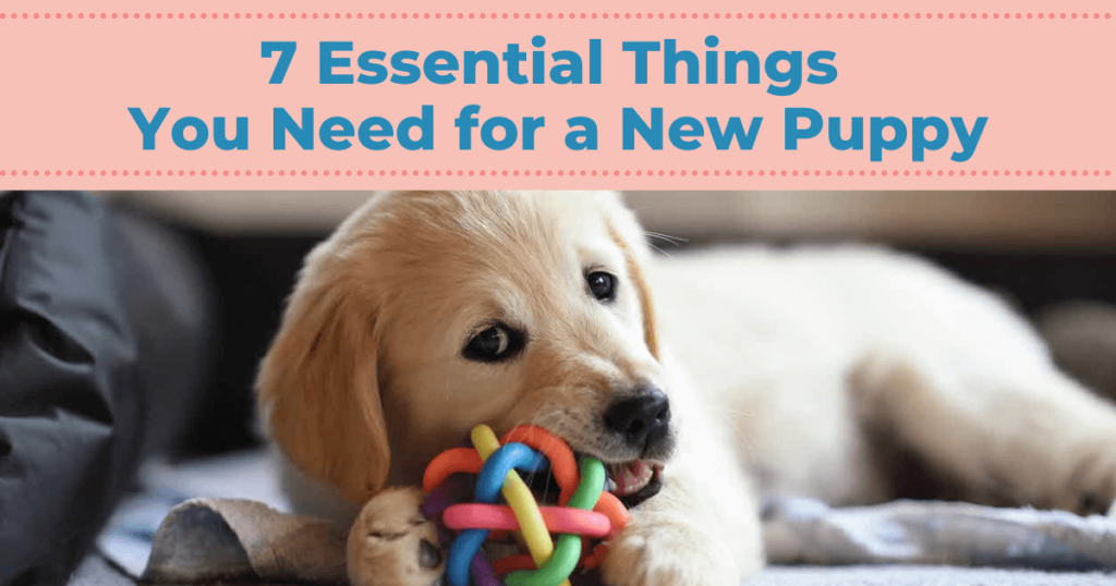 7 Essential Things You Need for a New Puppy Charleston Dog Walker