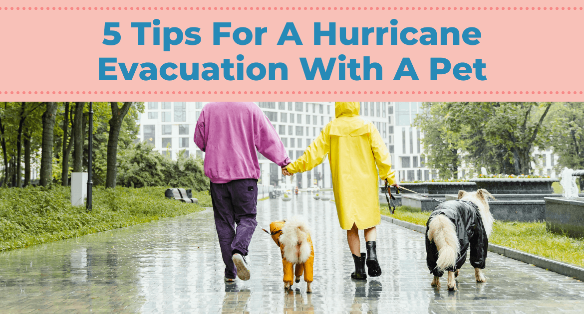 5 Tips For A Hurricane Evacuation With A Pet