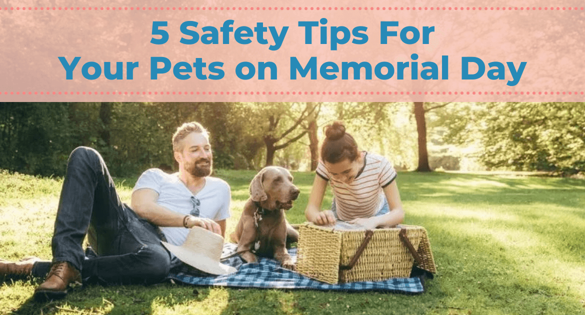 5 Safety Tips For Your Pets On Memorial Day