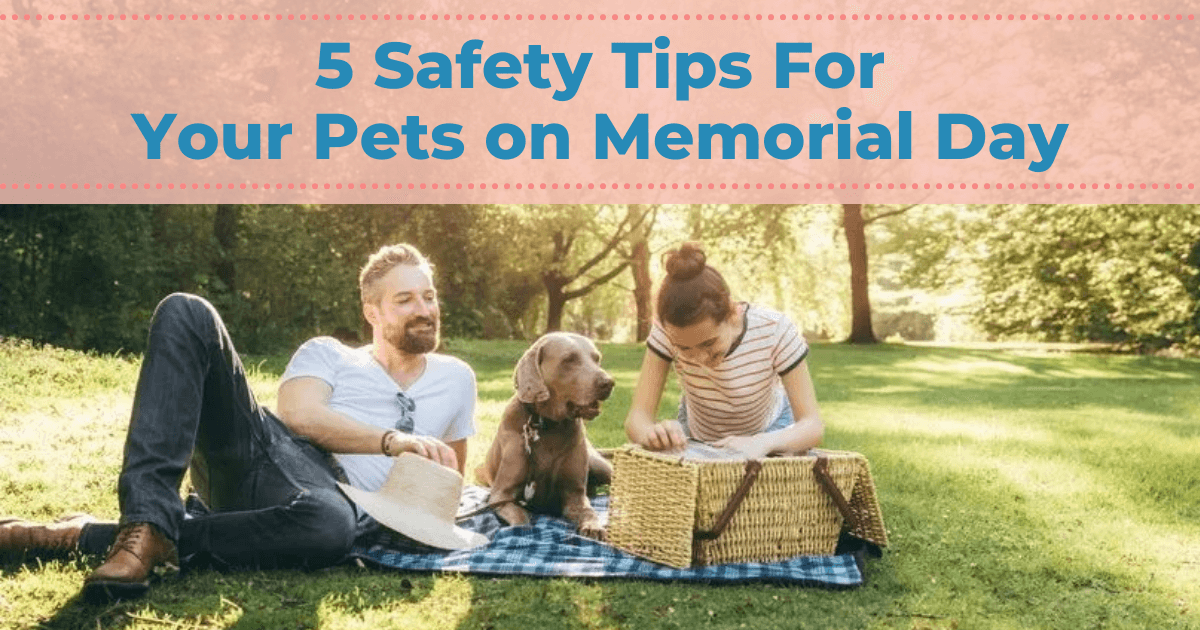 5 Safety Tips For Your Pets On Memorial Day