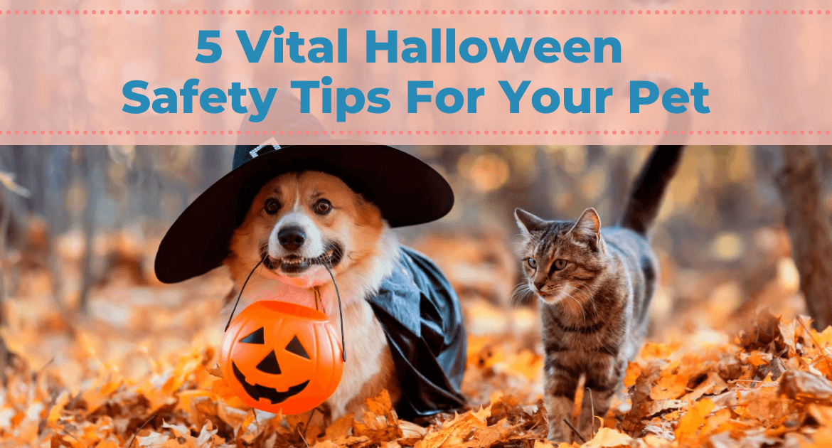 5 Vital Halloween Safety Tips For Your Pet