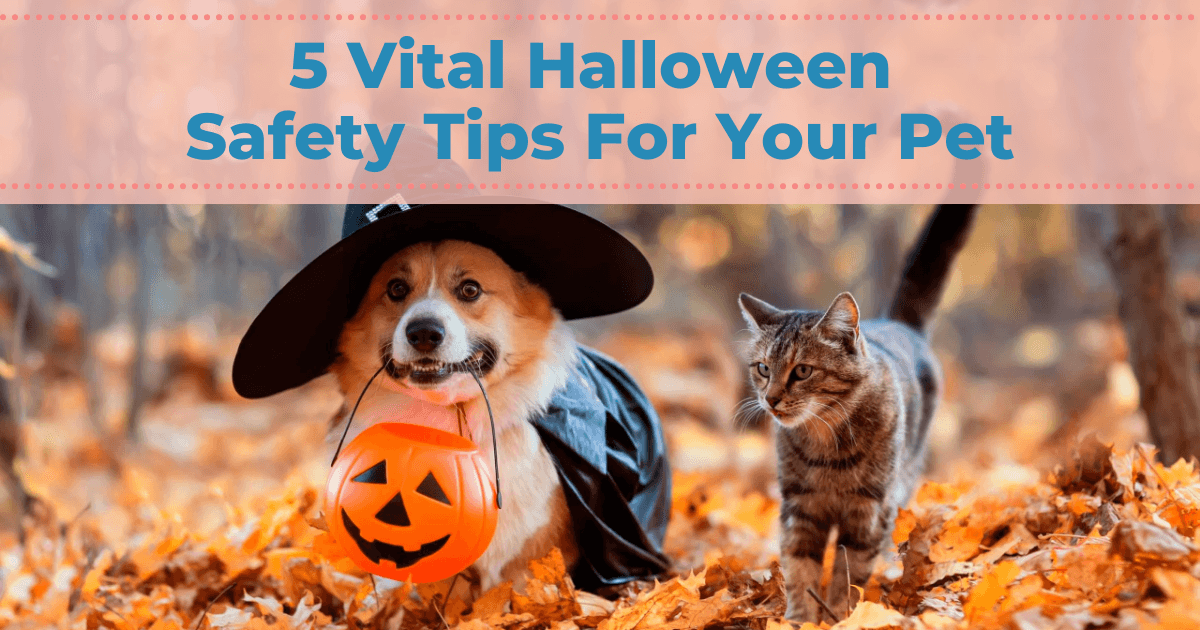 5 Vital Halloween Safety Tips For Your Pet