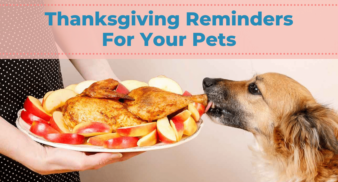 Thanksgiving Reminders For Your Pets