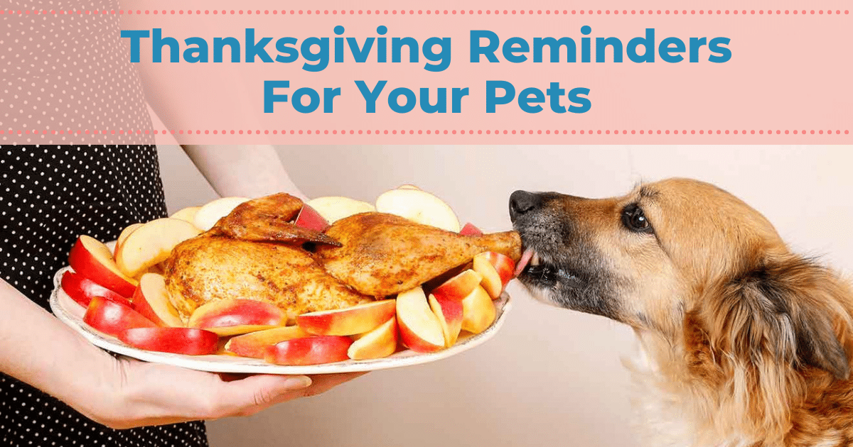 Thanksgiving Reminders For Your Pets