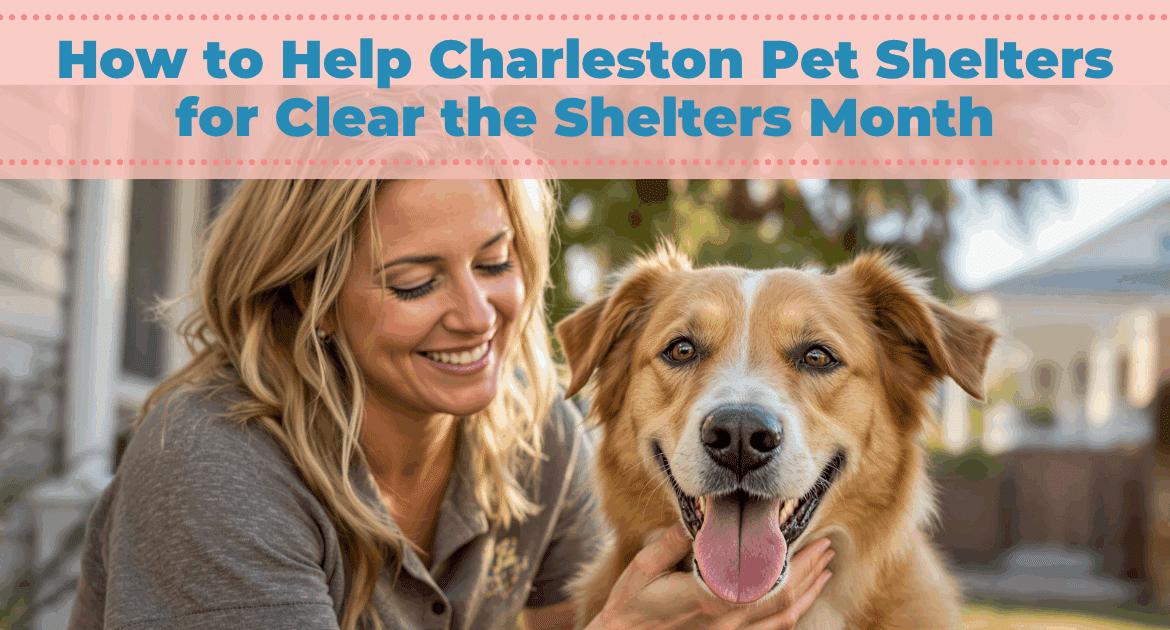 How to Help Charleston Pet Shelters for Clear the Shelters Month