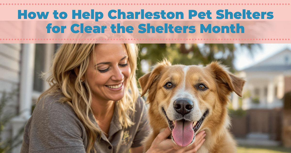 How to Help Charleston Pet Shelters for Clear the Shelters Month